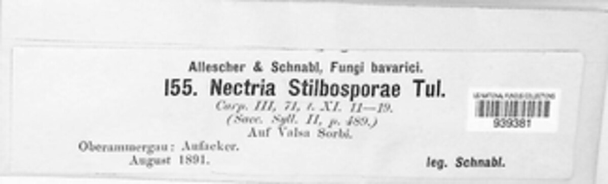 Cosmospora stilbosporae image